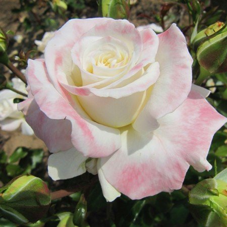 Titanic - Floribunda - Product Details